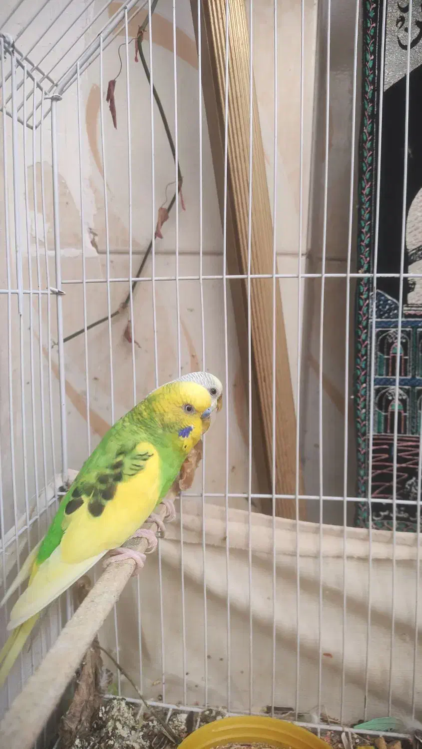 مرغ عشق|پرنده|آبادان, |دیوار