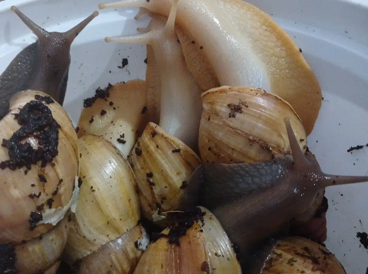 حلزون|خزنده|اصفهان, آفاران|دیوار