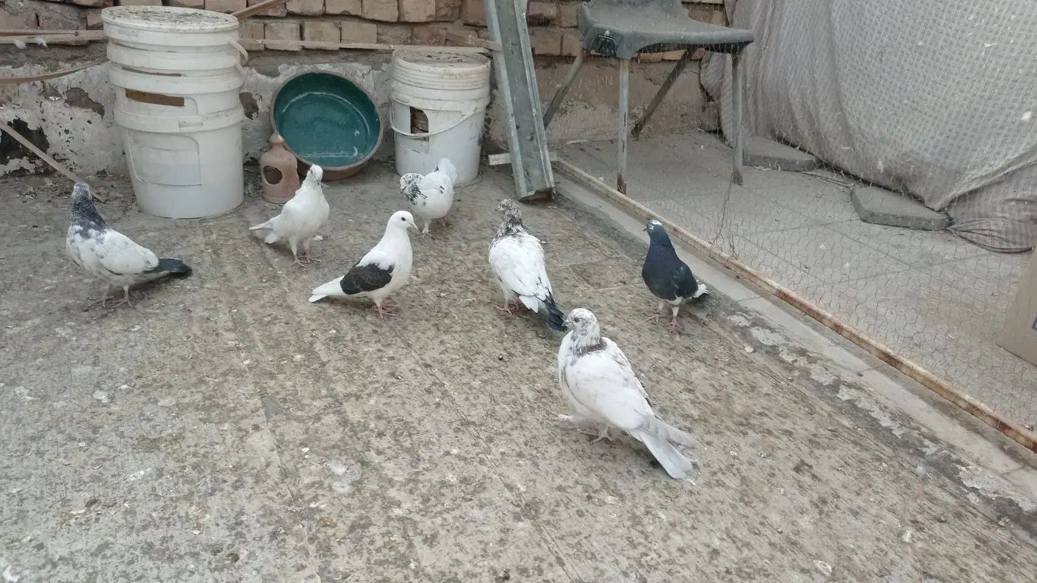 1.500.000|پرنده|کاشان, صفی آباد|دیوار