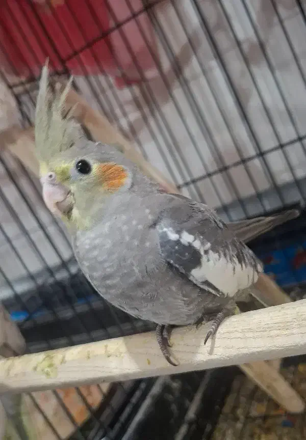 عروس هلندی نرو ماده|پرنده|ماهدشت, |دیوار