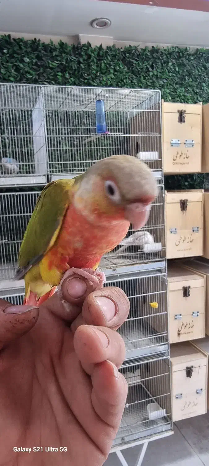 طوطی گیرینچیک راهب ملنگو سرلاکی تا جفت|پرنده|کرج, گلشهر|دیوار