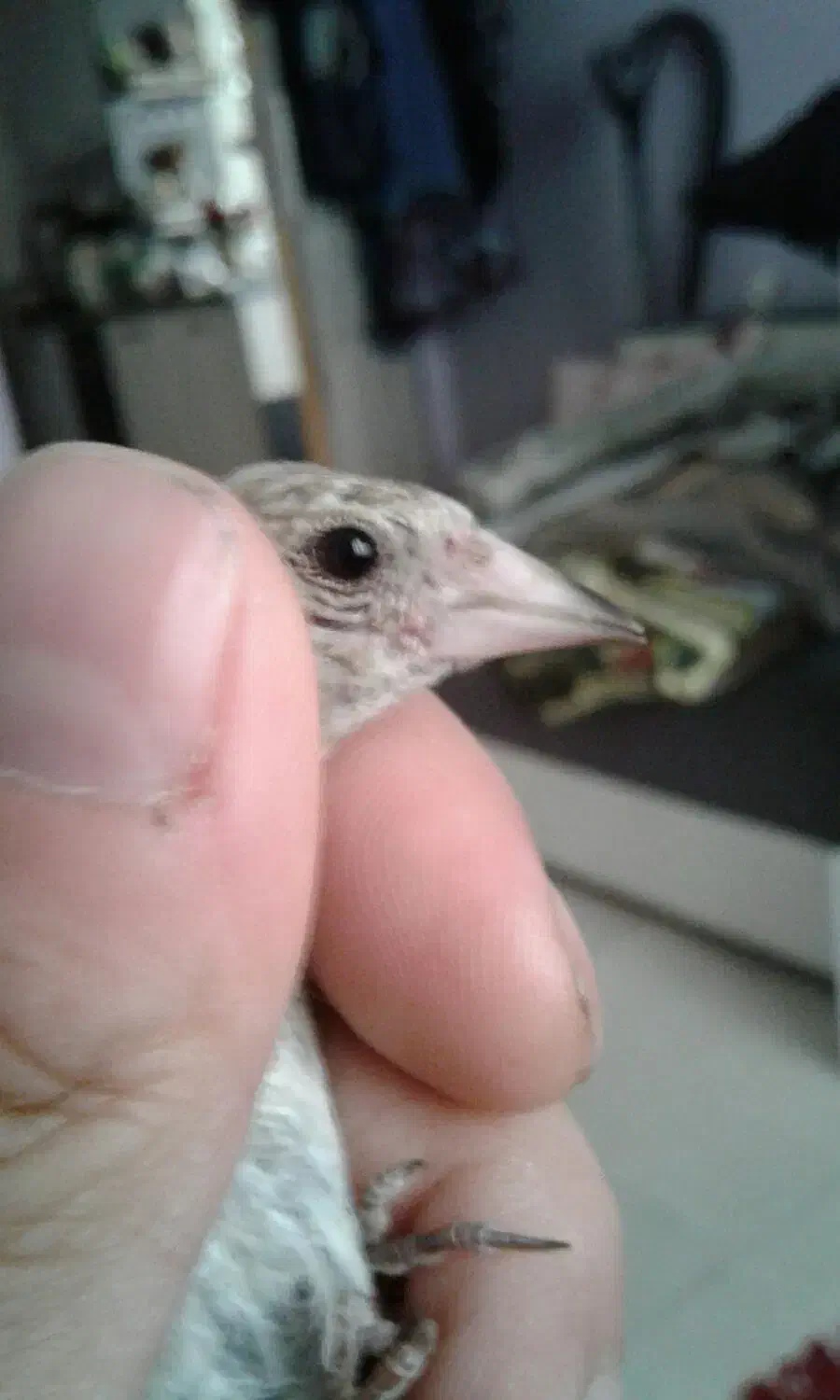 جوجه سهره نر|پرنده|اسلامشهر, شهرک محمدیه|دیوار