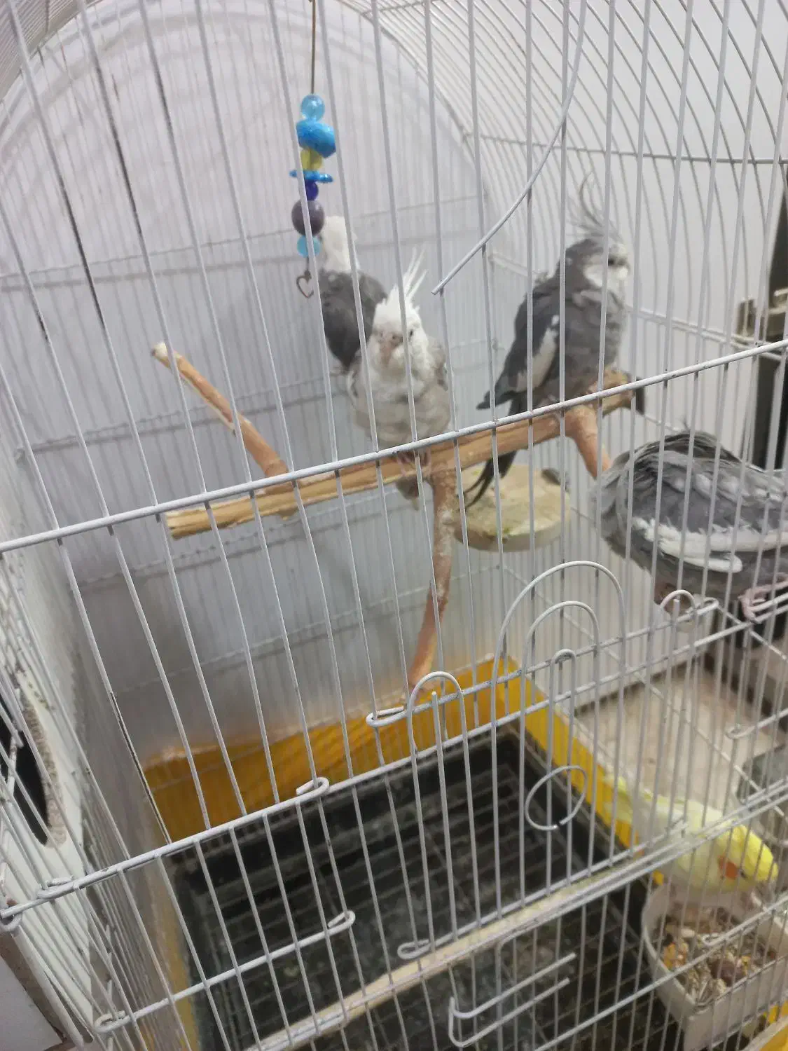 عروس هلندی وایت فیس  نر|پرنده|فردیس, شهرک ارم|دیوار