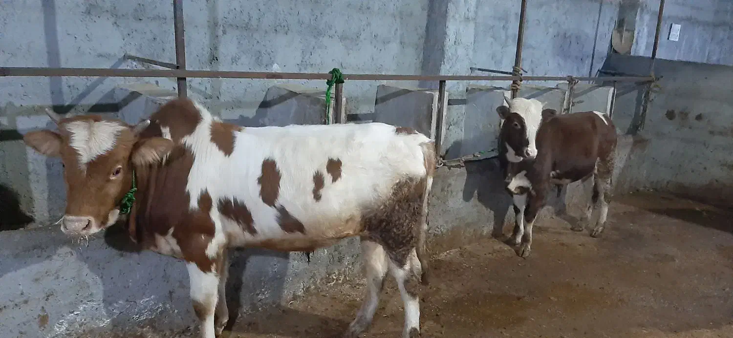 گاو نر پرواری|حیوانات مزرعه|نوشهر, |دیوار