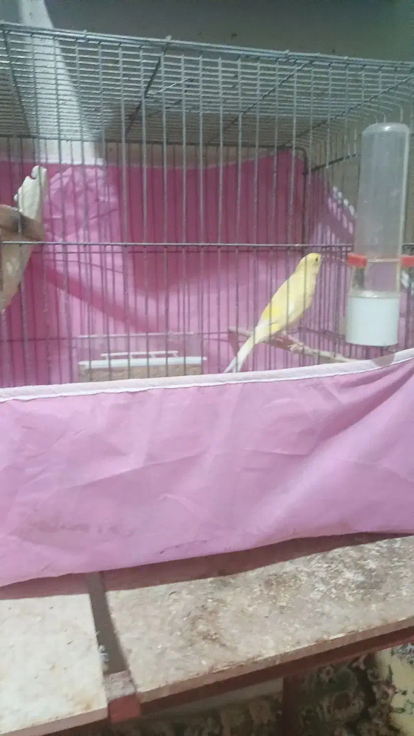 خورموج لنگک قناری نرمست تک رنگ ۱۸۰۰۰۰۰۰|پرنده|خورموج, |دیوار