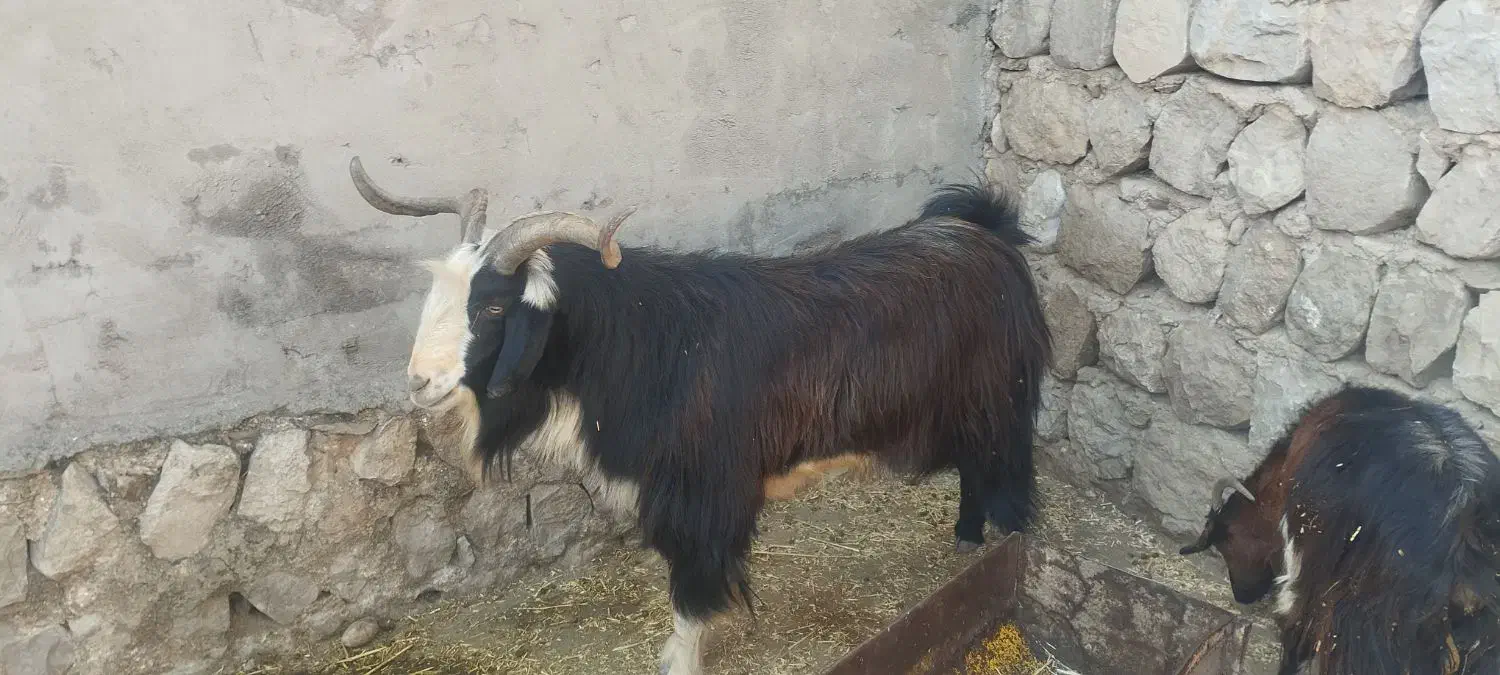 تیه دو چره|حیوانات مزرعه|اندیمشک, |دیوار