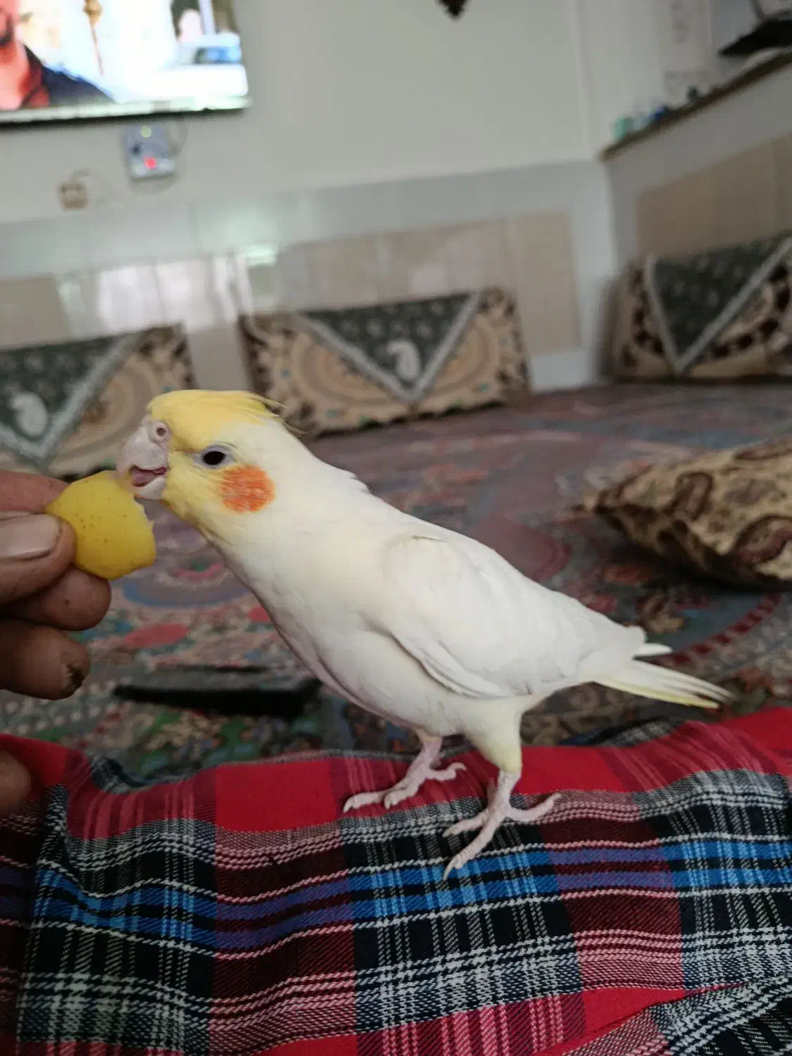 عروس هلندی|پرنده|درح, |دیوار