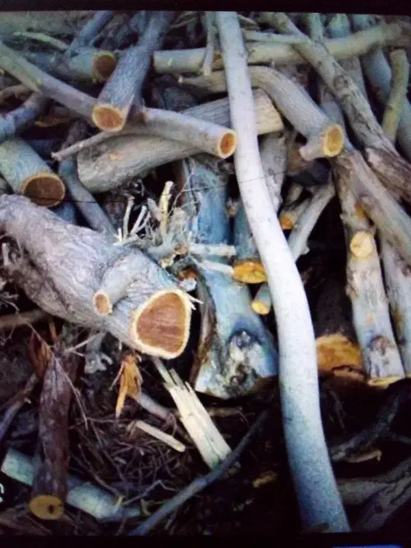 خرید و فروش انواع چوب هیرومی و شومینه ای|خدمات باغبانی و درختکاری|هشتگرد, تهران دشت|دیوار