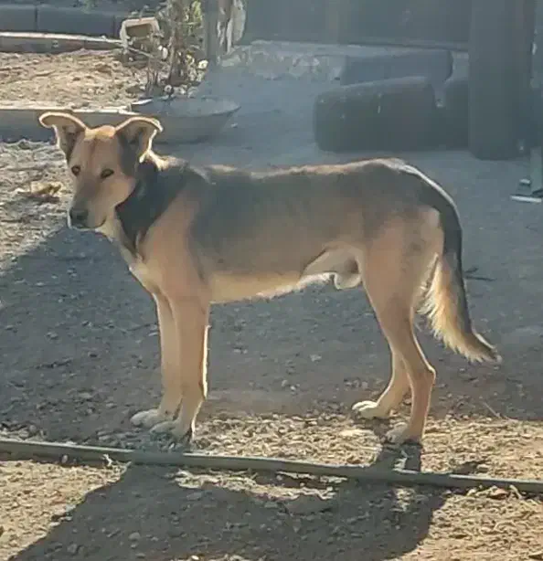 سگ گم شده|سگ|زنجان, |دیوار