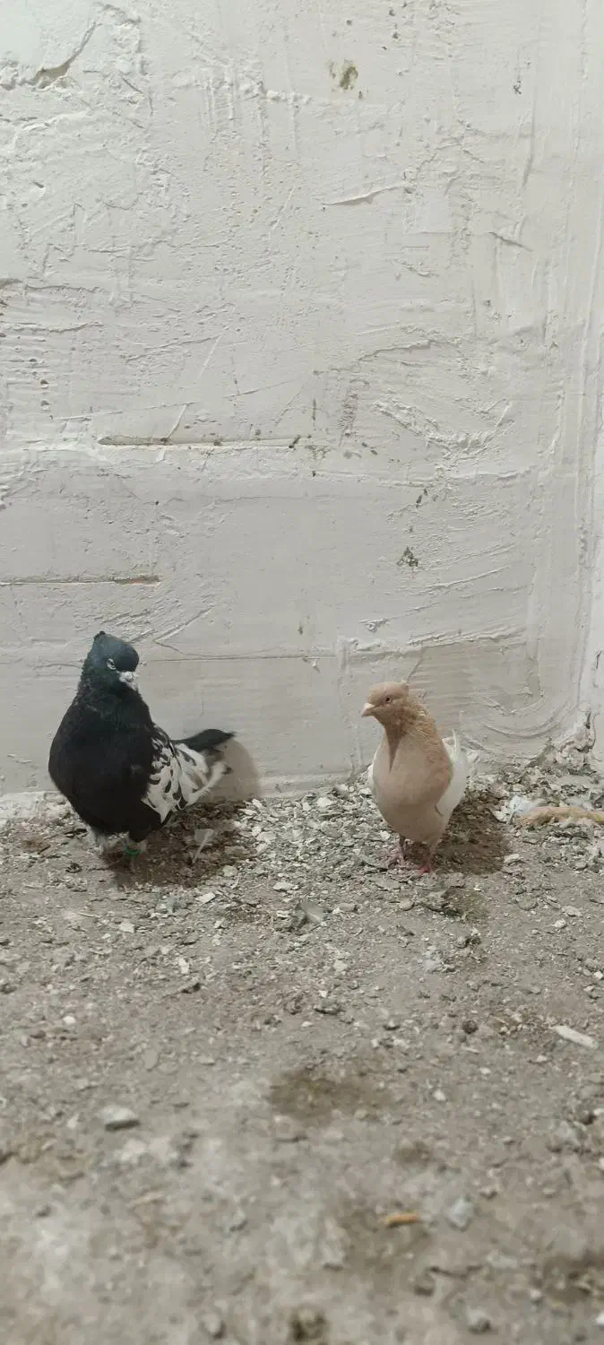 یک جفت قزوینی نر و ماده|پرنده|کبودرآهنگ, |دیوار