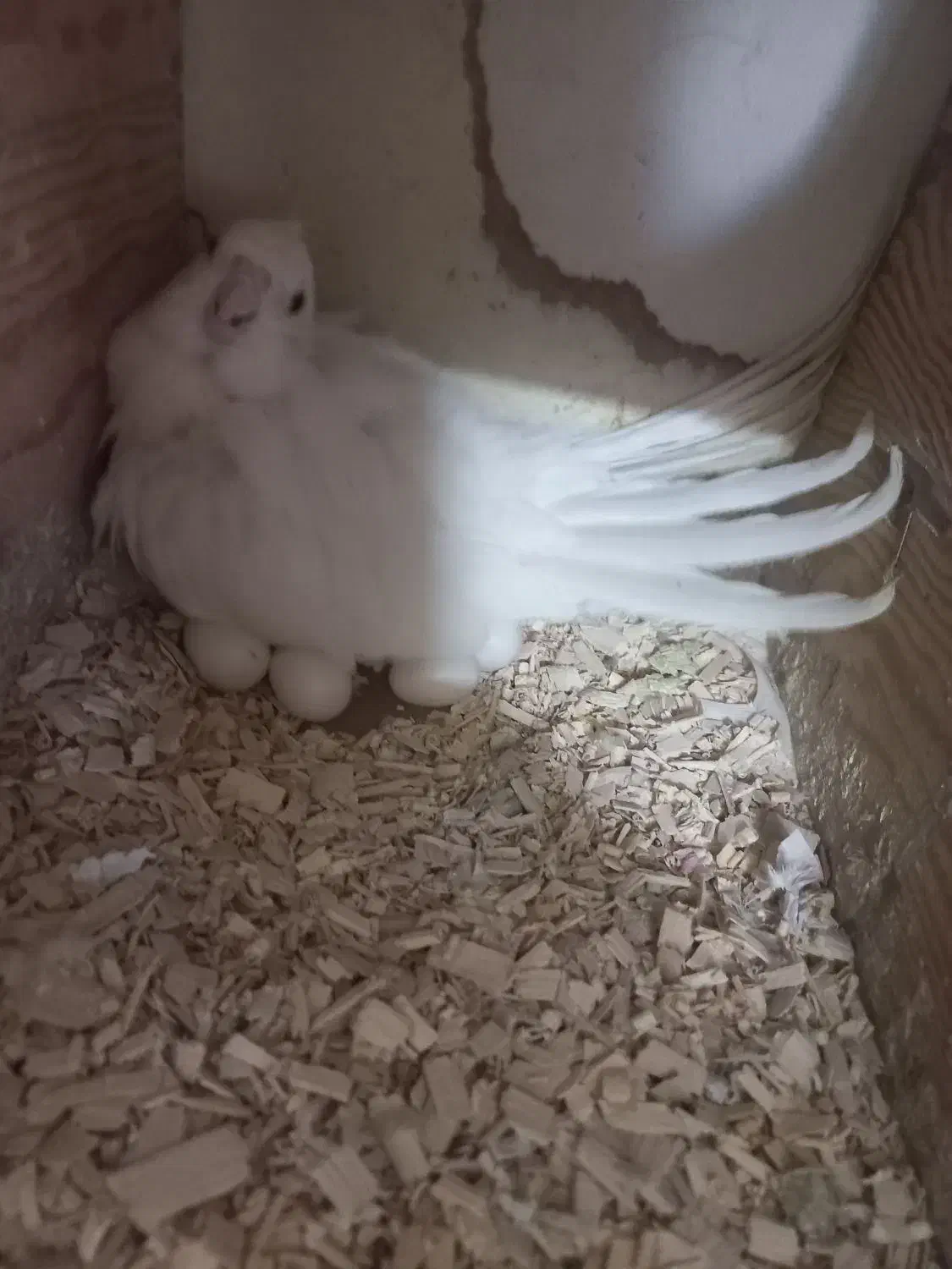 عروس هلندی کوتوله جفت رو تخم جوجه معاوضه باگرینچیک|پرنده|مشهد, مهدی آباد (بلوار توس)|دیوار