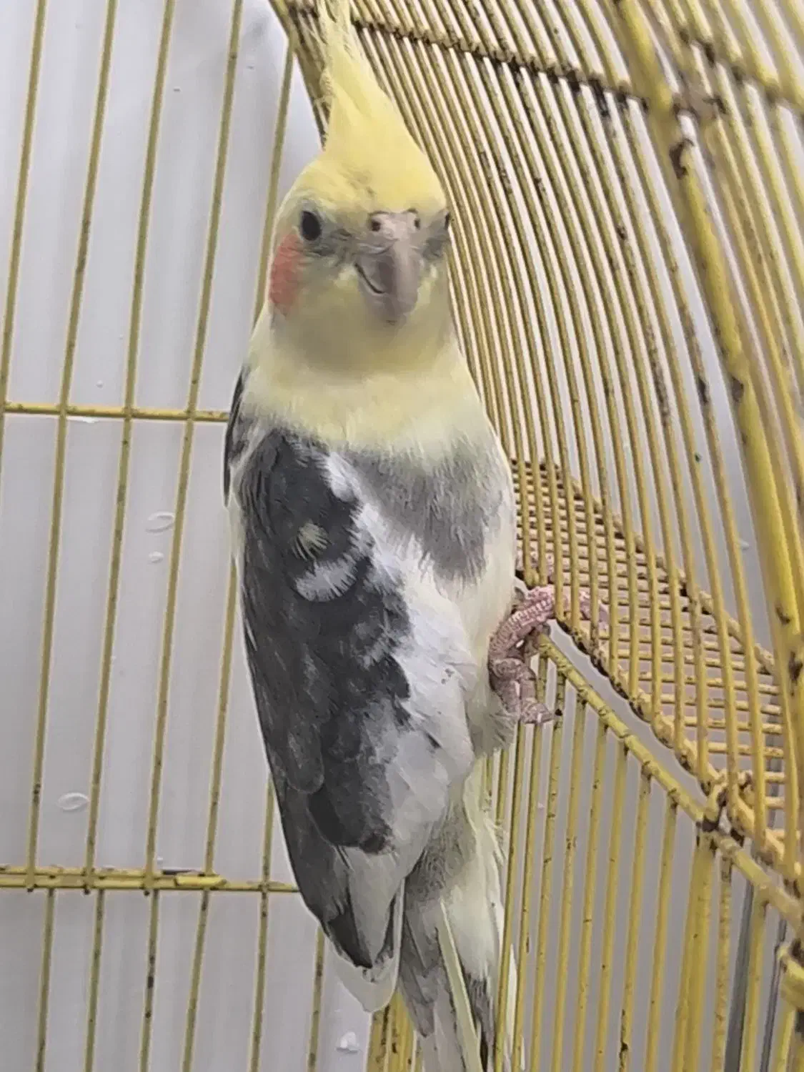 عروس هلندی سخنگو|پرنده|گرگان, |دیوار