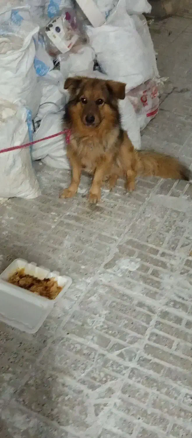 سگ ژرمن|سگ|گرمدره, |دیوار