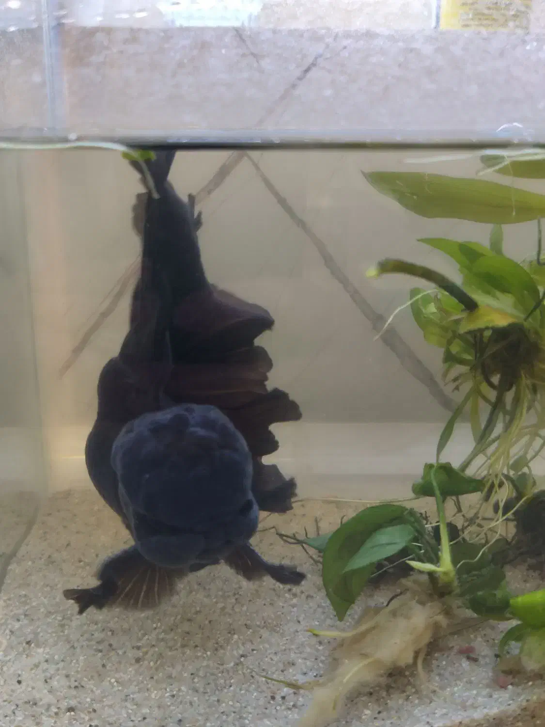 گلد فیش وارداتی|ماهی|تبریز, |دیوار