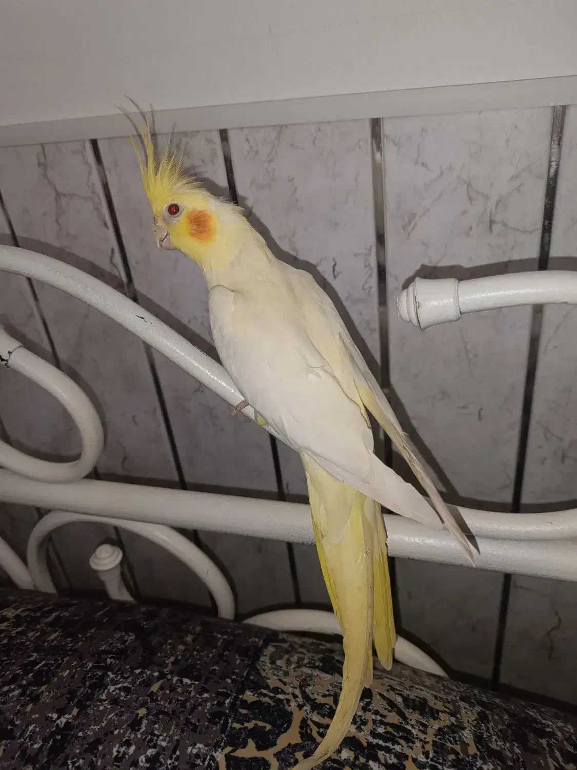 طوطی نر|پرنده|اردبیل, |دیوار