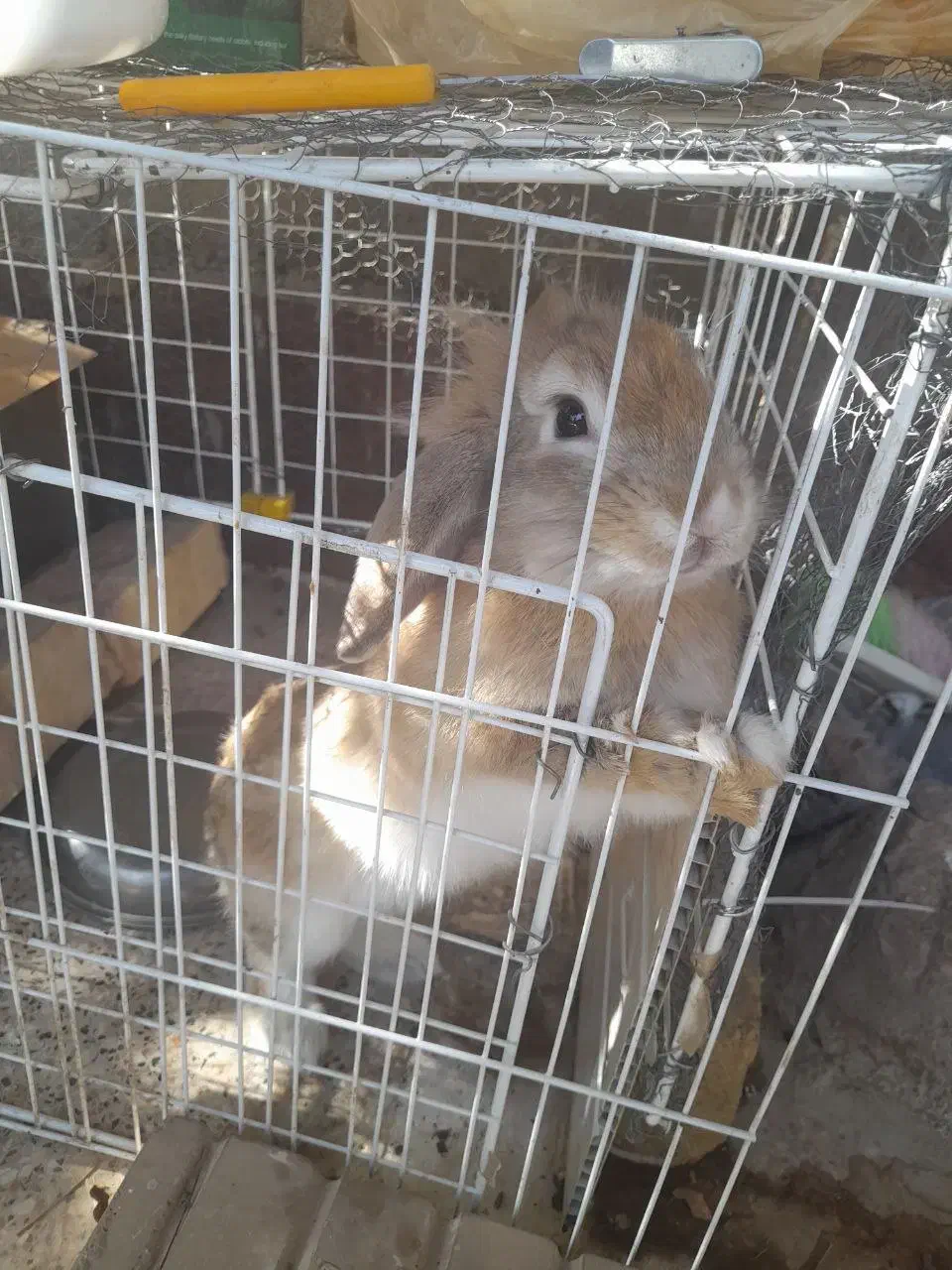 خرگوش|موش و خرگوش|تربت جام, پاسداران|دیوار