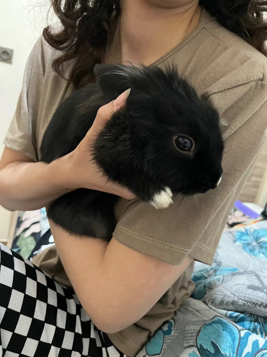 واگذاری خرگوش|موش و خرگوش|شیراز, غدیر شمالی|دیوار