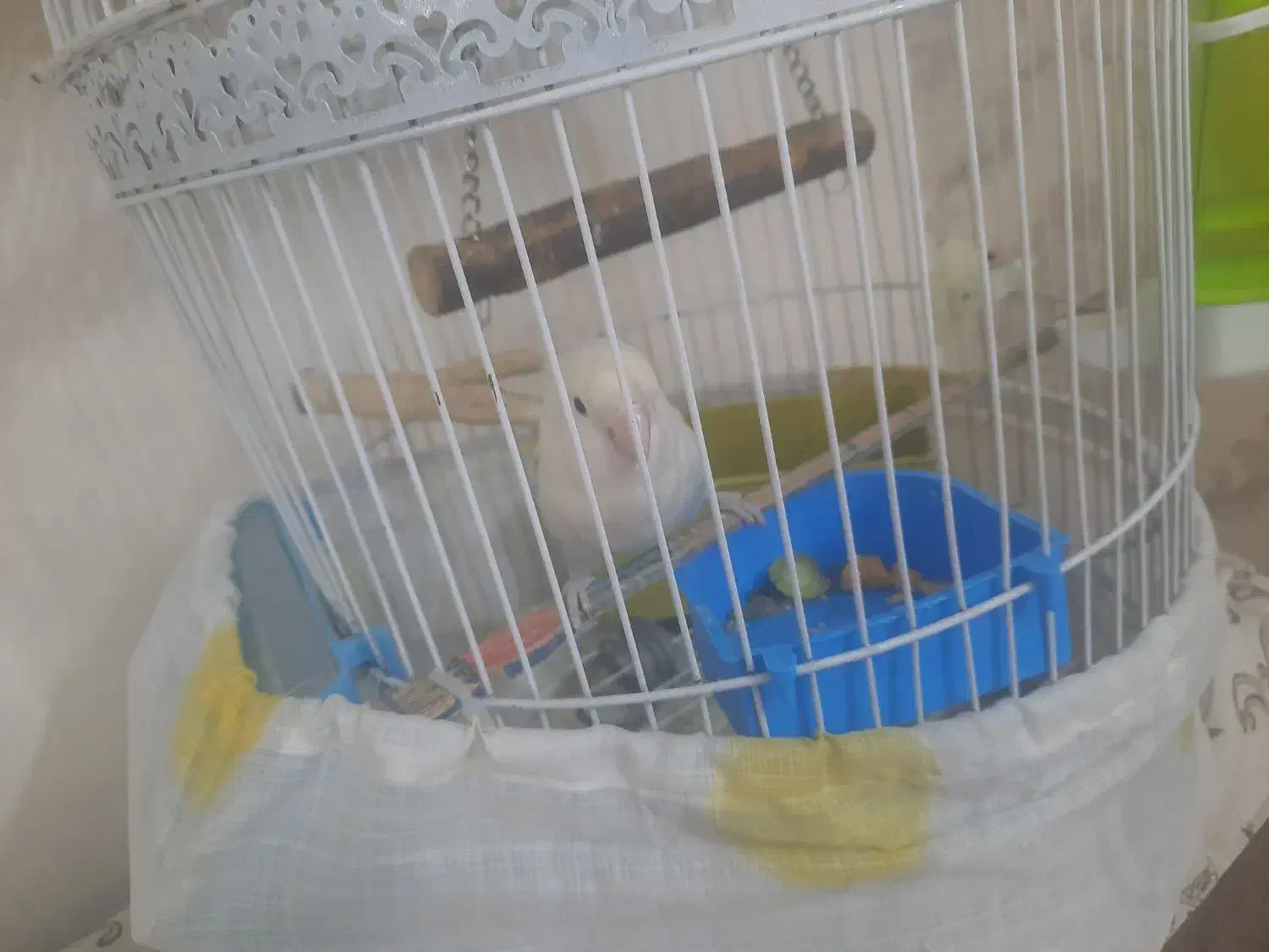 طوطی برزیلی ماده مارال آماده|پرنده|ملارد, |دیوار