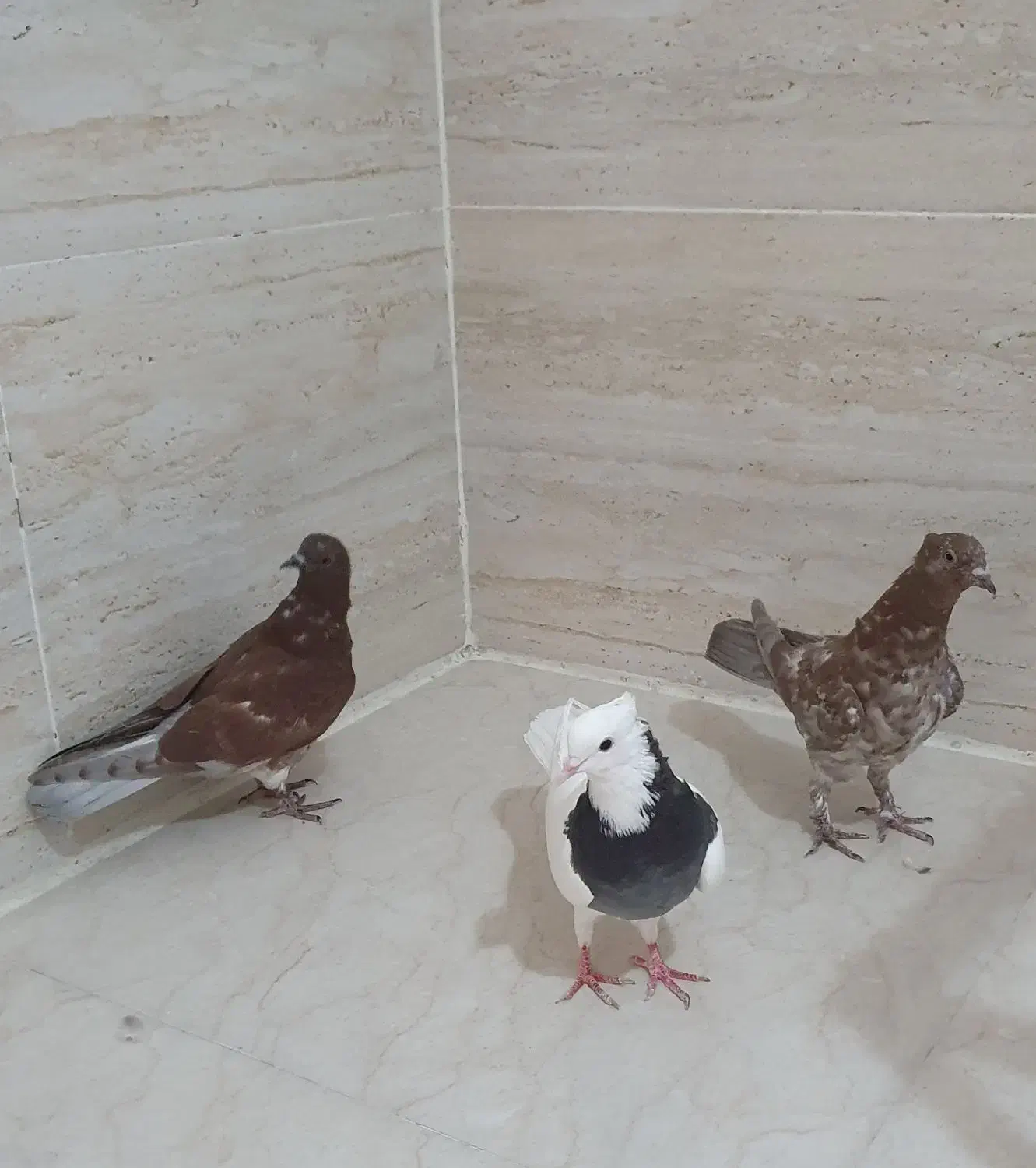کبوتر|پرنده|شیراز, لاله|دیوار