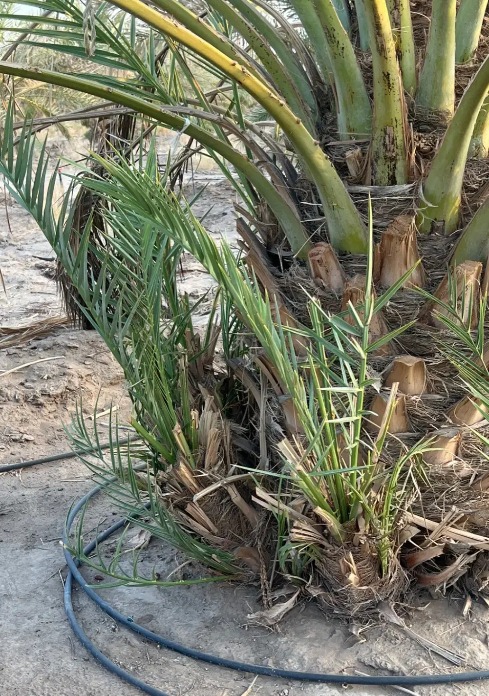 فروش پاجوش پیارم|گل و گیاه طبیعی|ایرانشهر, |دیوار