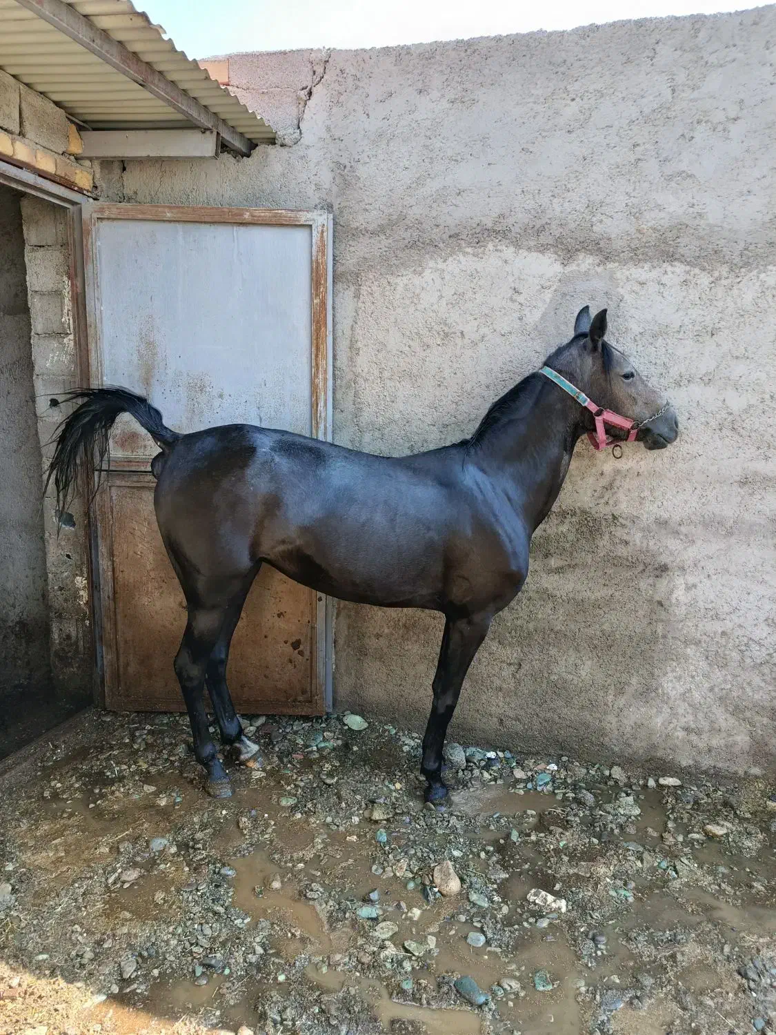 اسب کرد|حیوانات مزرعه|ماهدشت, |دیوار