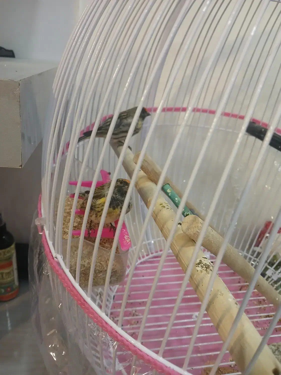 گلبسر|پرنده|مشهد, محمدآباد|دیوار