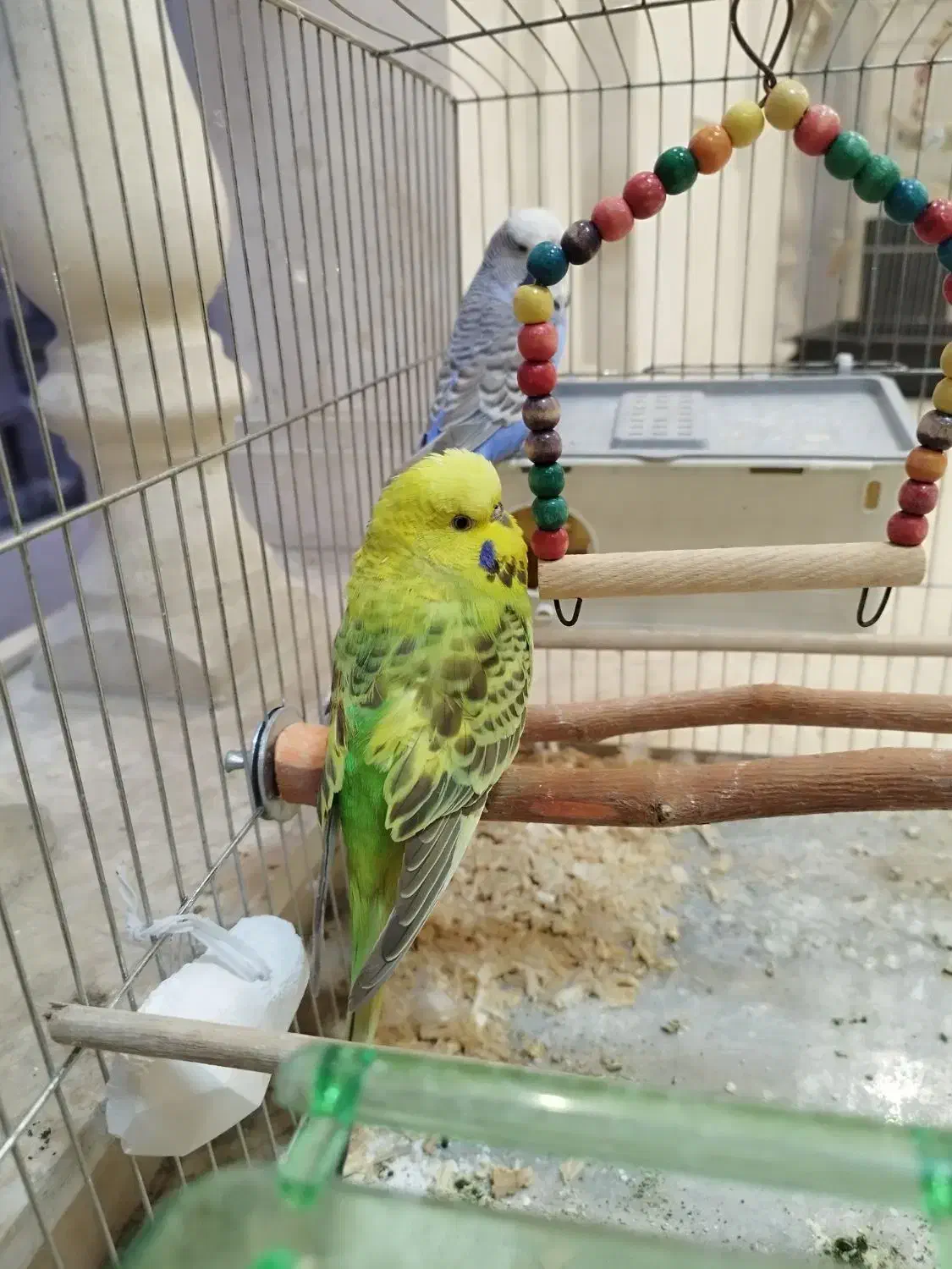 جفت مرغ عشق اینگلیسی مولد|پرنده|اندیشه, اندیشه فاز ۵|دیوار