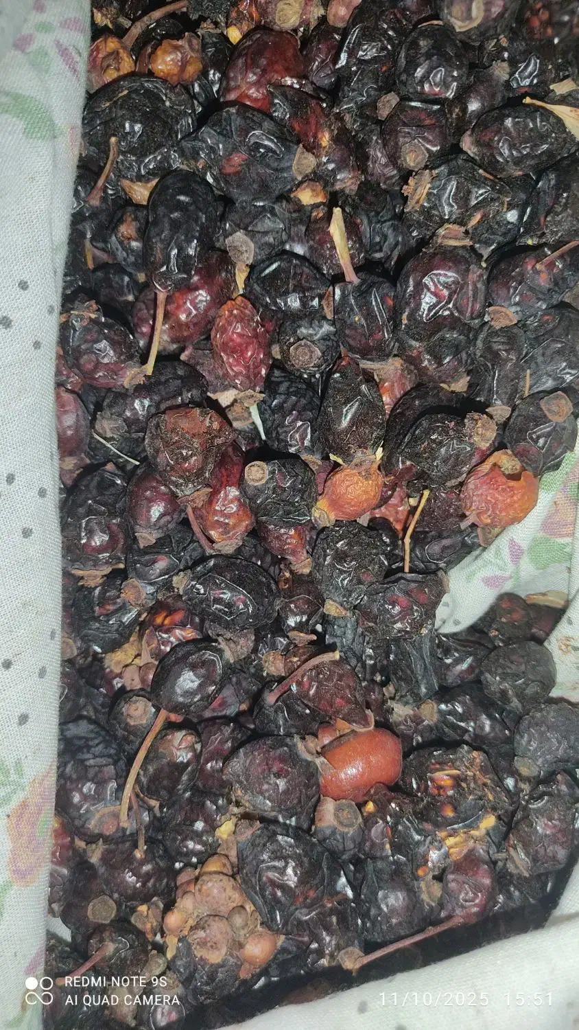 میوه نسترن ( گیلدیک)|خوردنی و آشامیدنی|ری, شهرک نظامی|دیوار