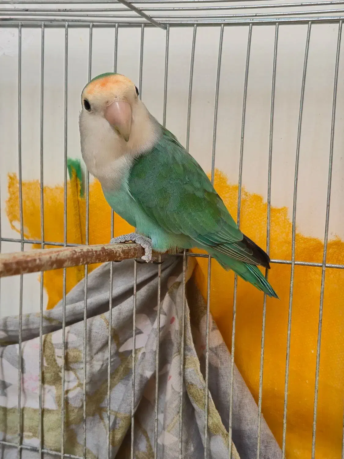 طوطی برزیلی|پرنده|محمدشهر, همایون ویلا|دیوار