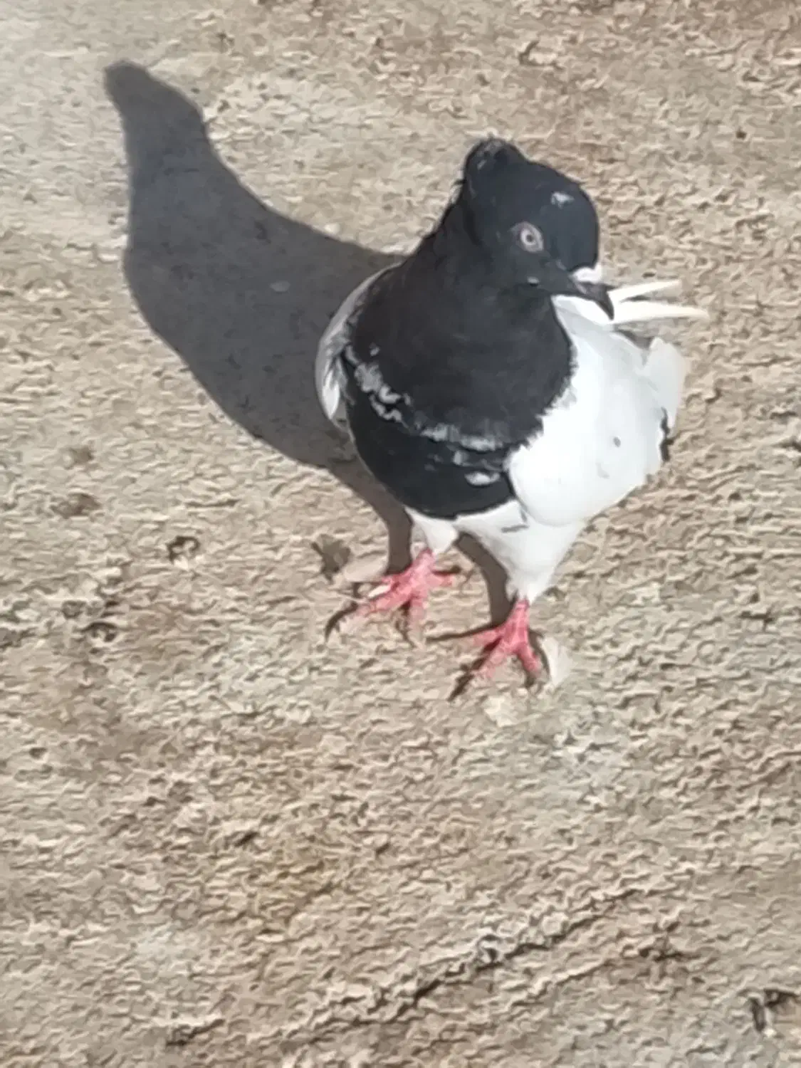 کله سیاه|پرنده|شیروان (خراسان), |دیوار