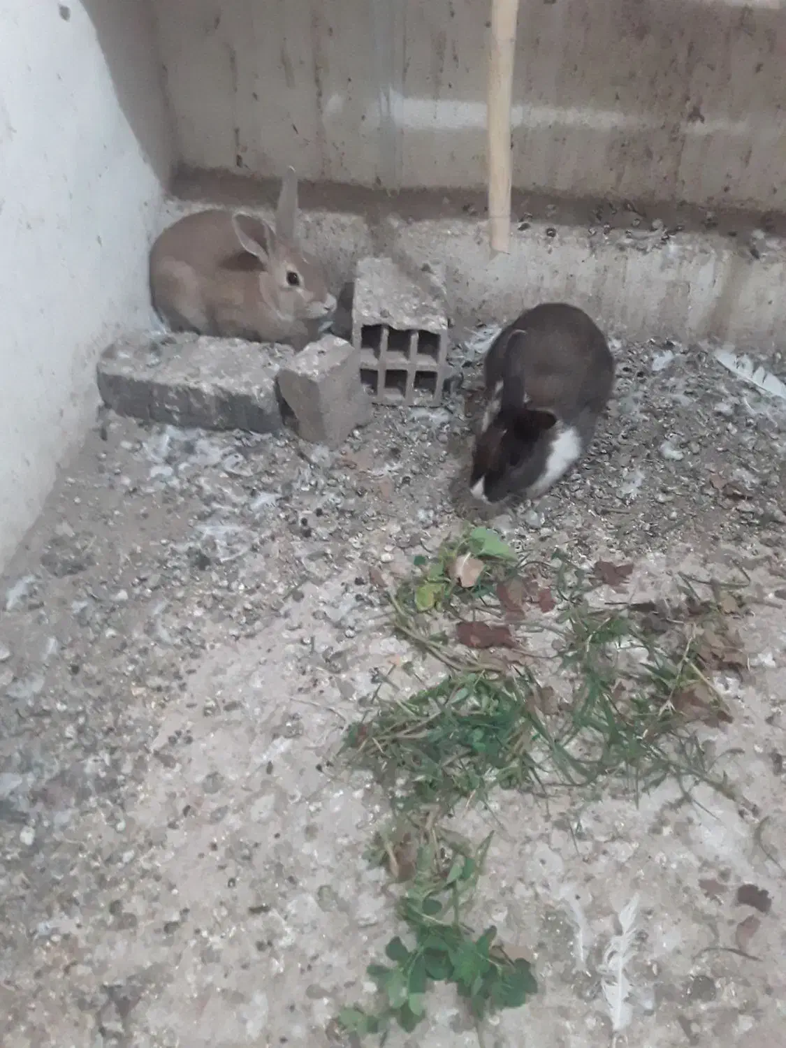 خرگوش|موش و خرگوش|گناباد, |دیوار