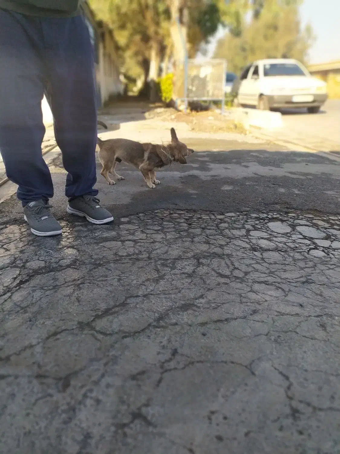 سگ پا کوتاه|سگ|آق قلا, |دیوار