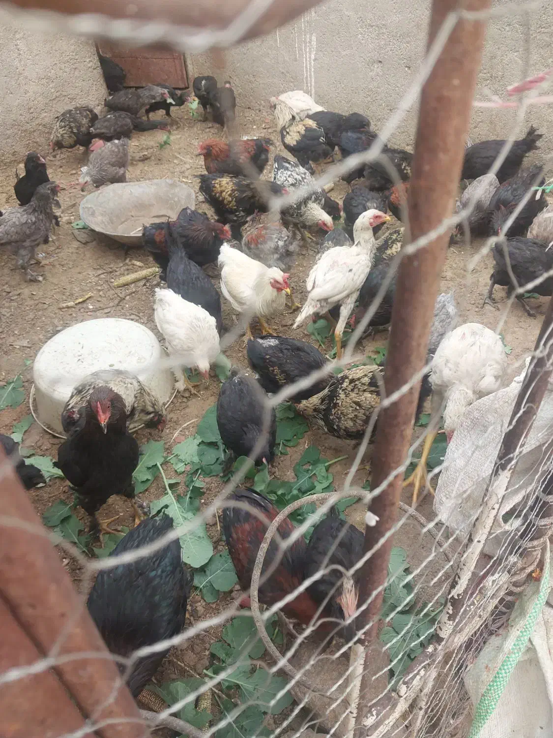 نیمچه مرغ و خروس لاری و برهما و مرندی درجه یک|حیوانات مزرعه|طاغنکوه, |دیوار