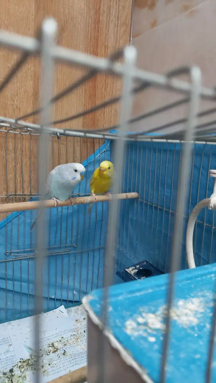 مرغ عشق|پرنده|فولادشهر, فولادشهر|دیوار