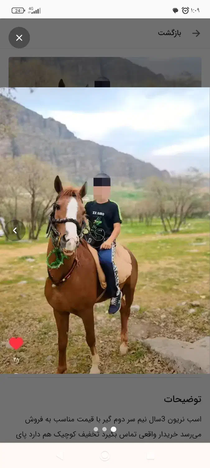 اسب نریون|اسب و تجهیزات اسب‌سواری|خرم‌آباد, |دیوار