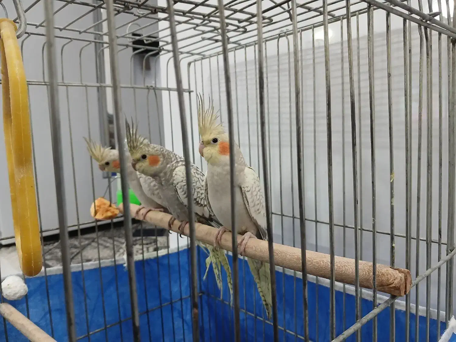 عروس هلندی|پرنده|خمینیشهر, |دیوار