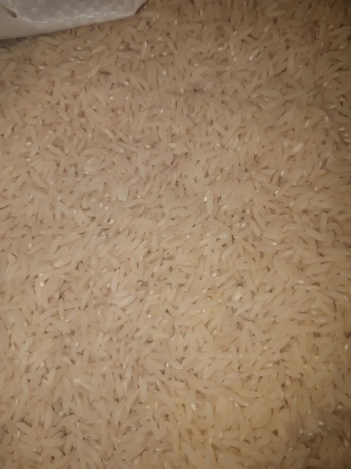 برنج هاشمی گیلان|خوردنی و آشامیدنی|قم, کلهری|دیوار
