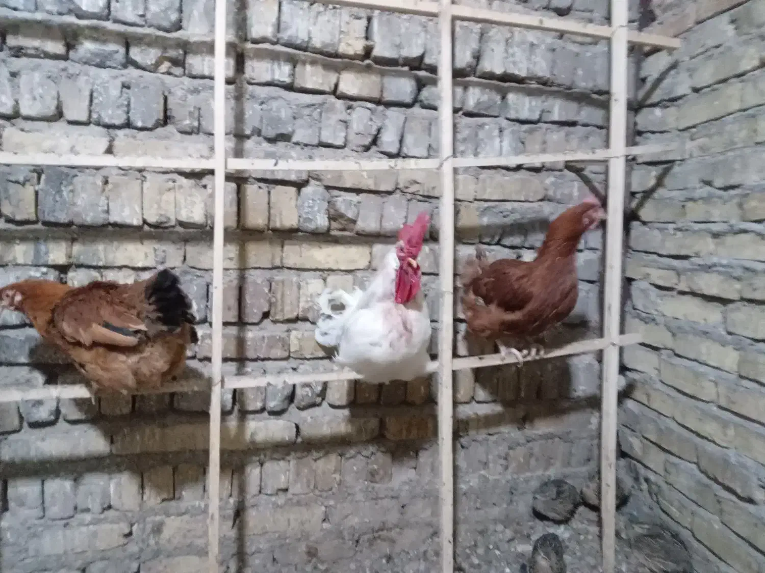 مرغ و خروس|حیوانات مزرعه|آبگرم, |دیوار