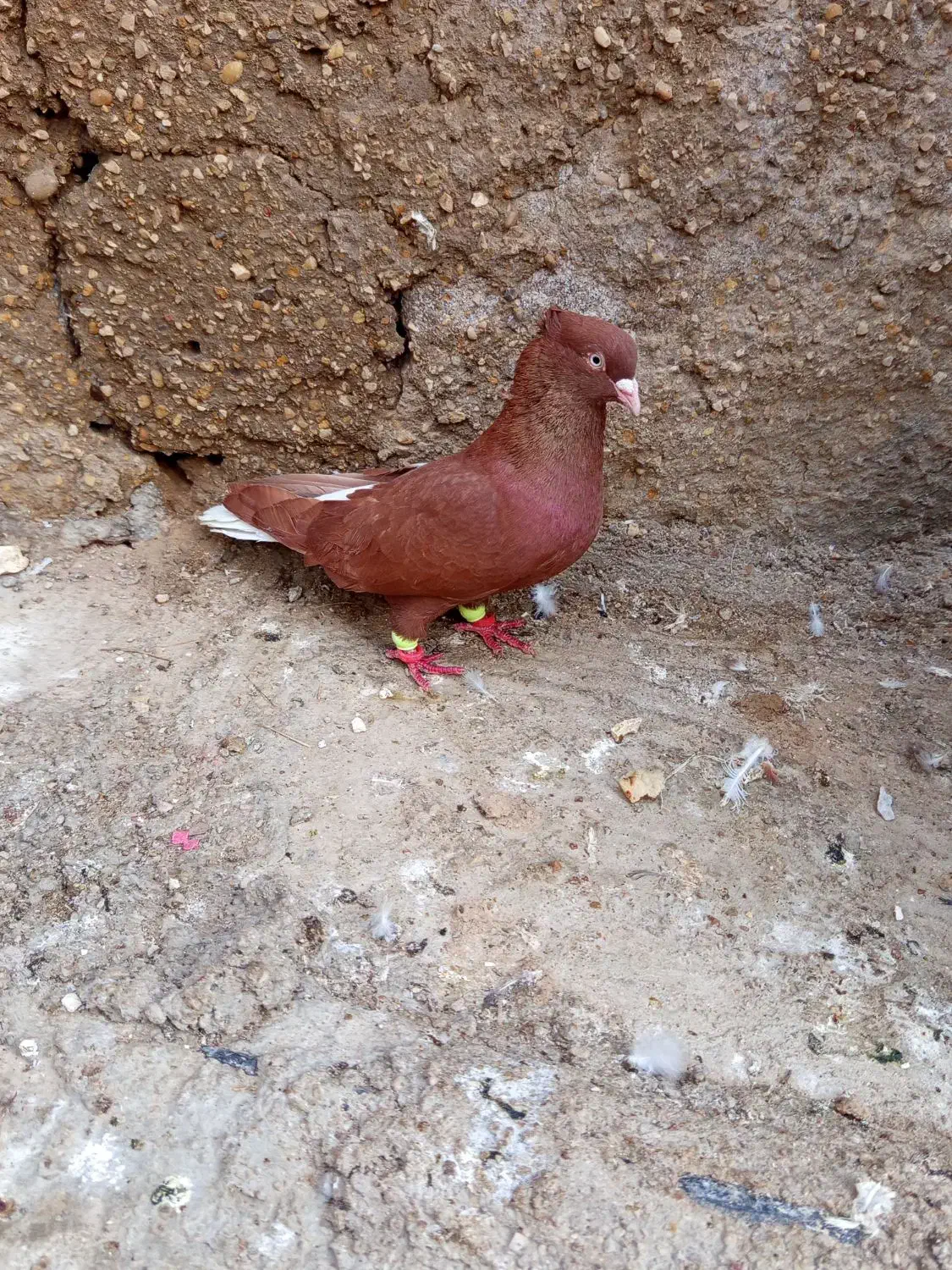 سرخ دم‌سفید|پرنده|سوسنگرد, |دیوار