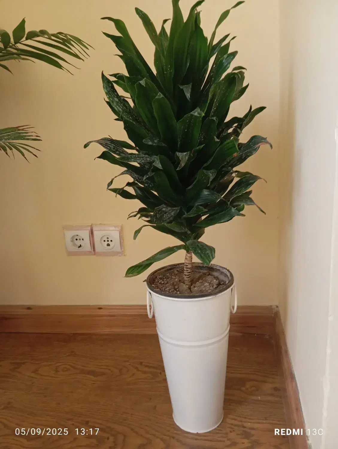 دوعدد گل سالم همراه باگلدان فلزی|گل و گیاه طبیعی|رامسر, |دیوار