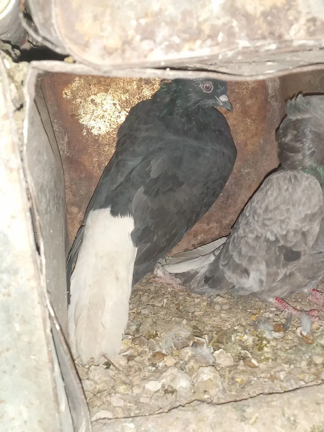 کبوتر|پرنده|اقلید, |دیوار