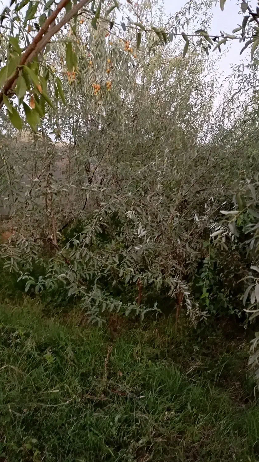 نهال سنجد حاج حسین|خدمات باغبانی و درختکاری|آذرشهر, |دیوار