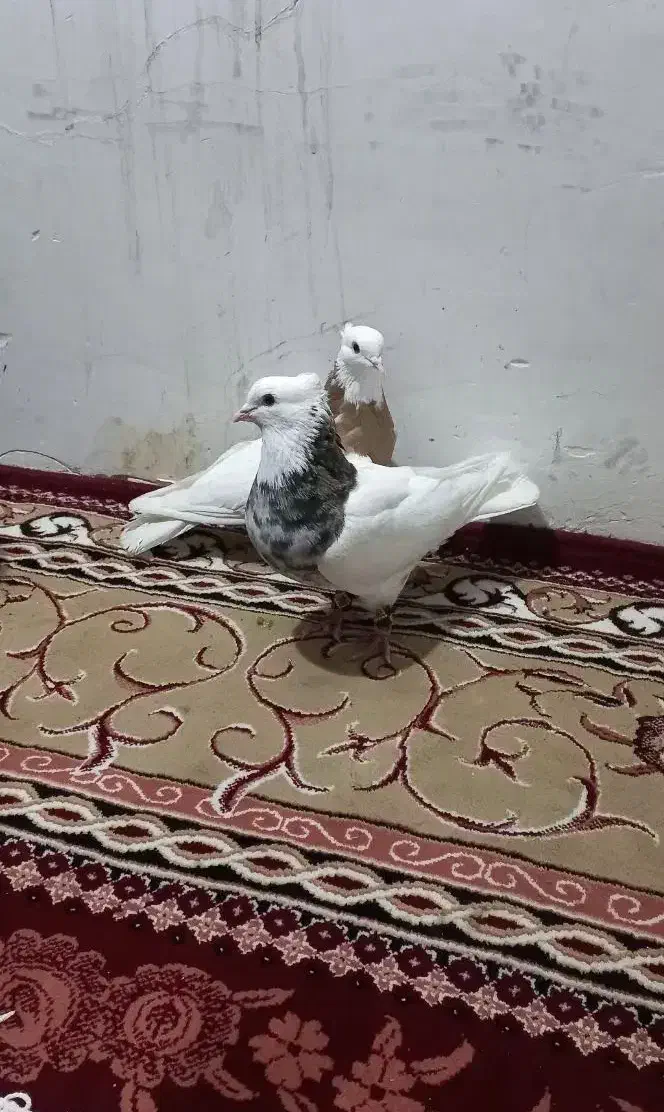 کفتر طوقی.|پرنده|نسیم‌شهر, |دیوار