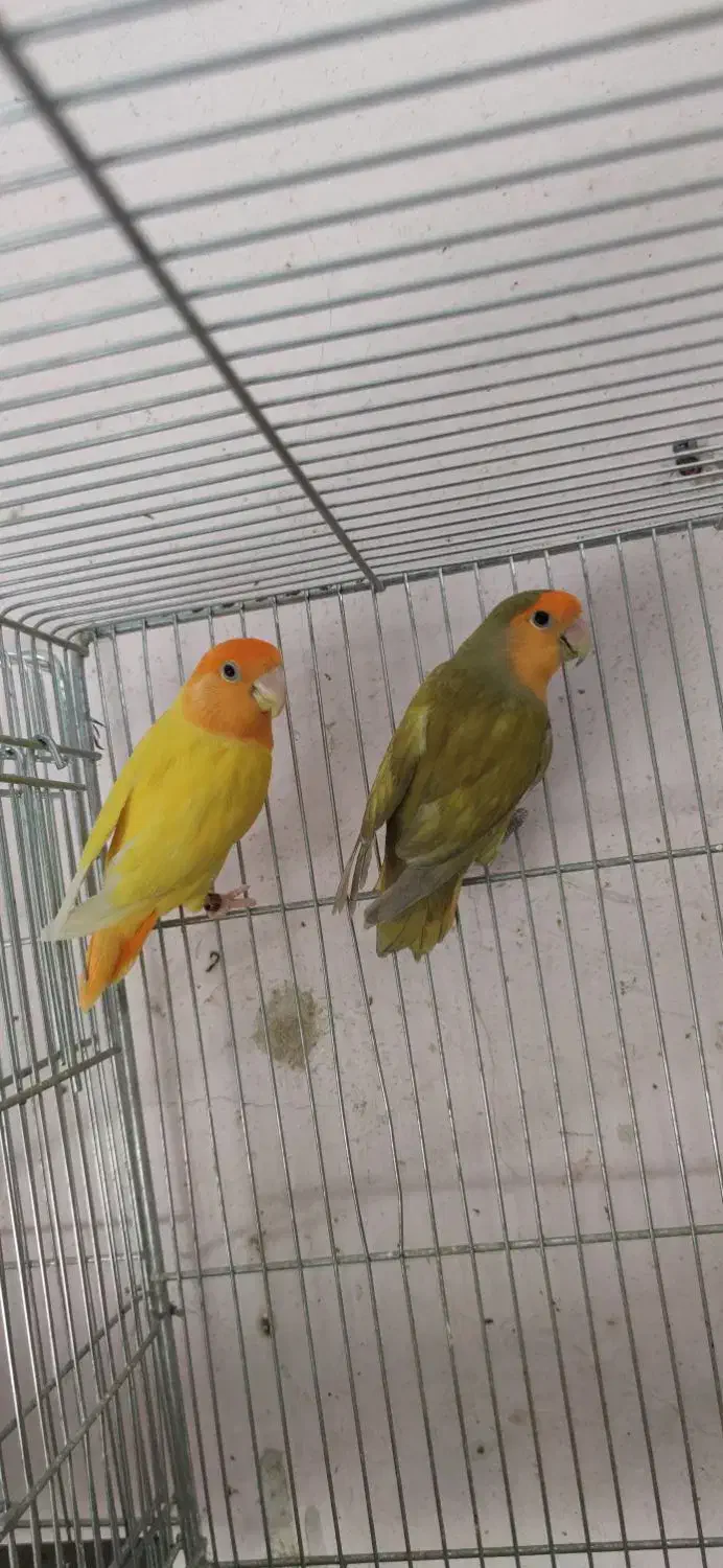 جفت طوطی برزیلی اوپال|پرنده|شیراز, پانصد دستگاه ارتش|دیوار