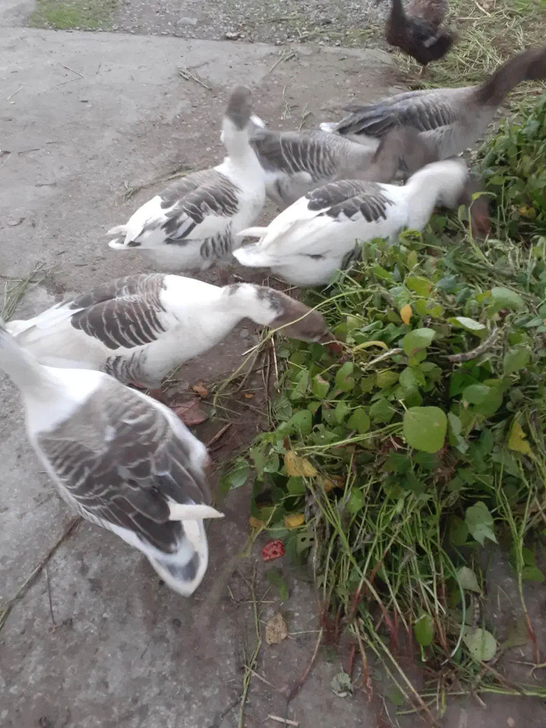 غاز محلی خوش خوراک|حیوانات مزرعه|رشت, فلسطین|دیوار