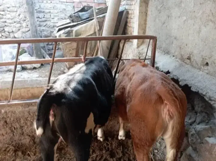 گوساله ماده|حیوانات مزرعه|جعفرآباد, |دیوار