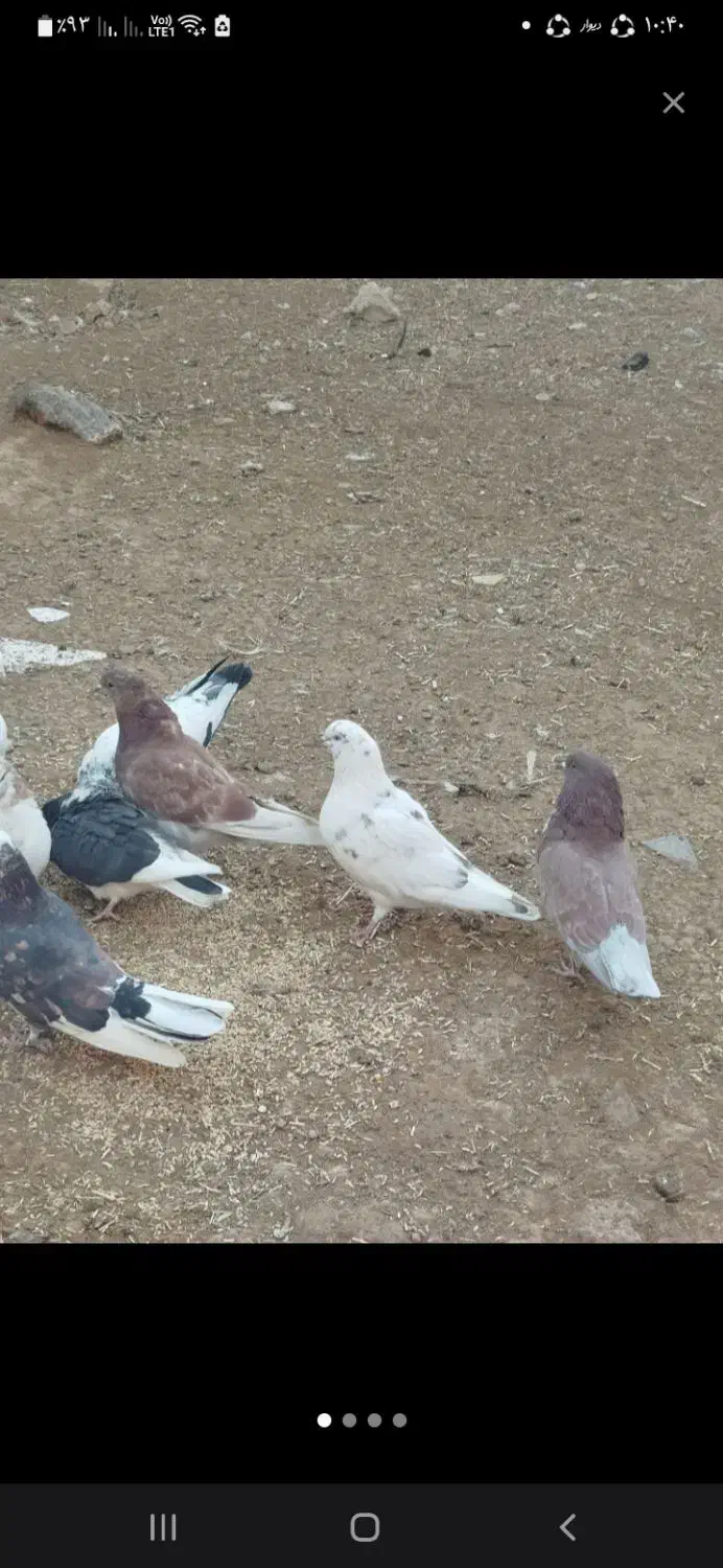 معاوضه کبوتر دونسته بامرغ|پرنده|بروجن, |دیوار