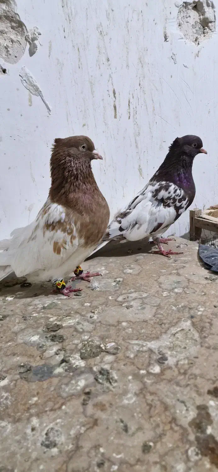 کبوتر|پرنده|مشهد, کوشک مهدی|دیوار