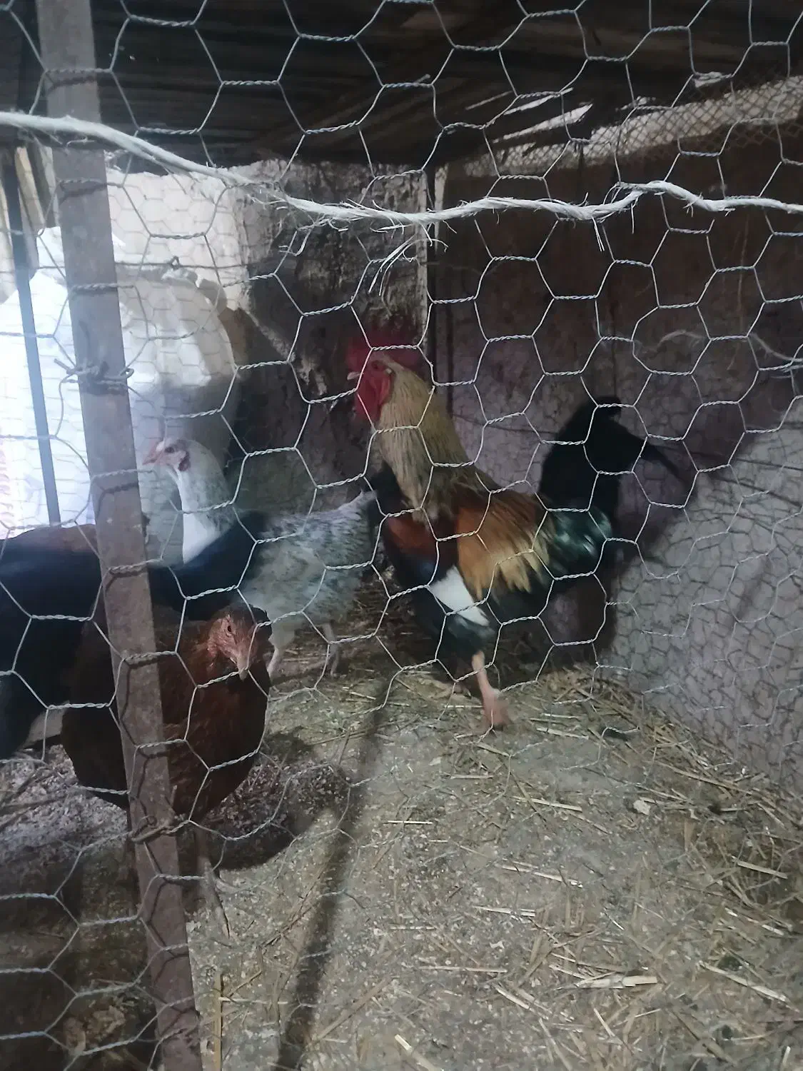 خروس محلی|حیوانات مزرعه|هیر, |دیوار