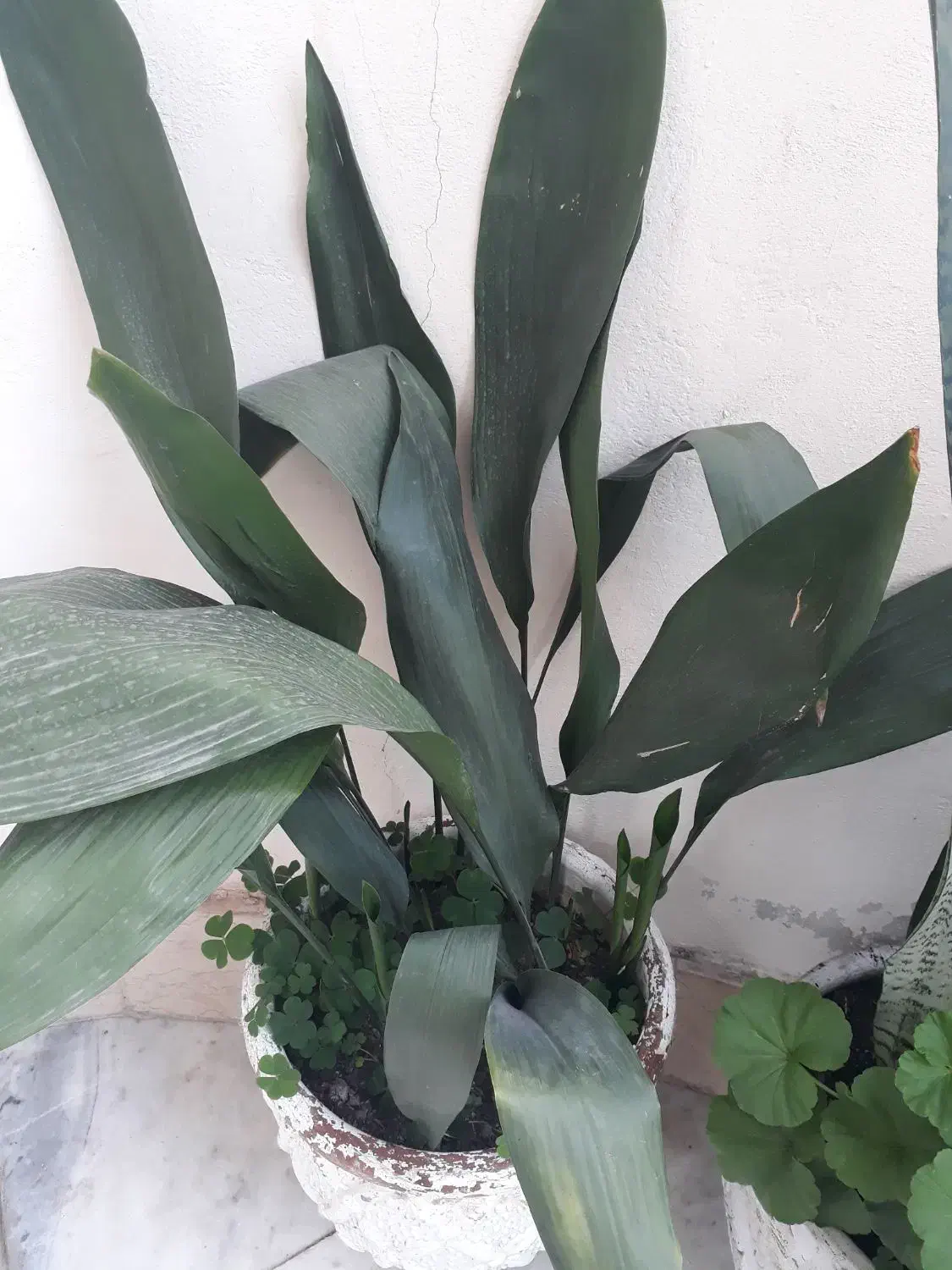 گل یوکا و گل عبایی با گلدان بزرگ|گل و گیاه طبیعی|رشت, توشیبا|دیوار